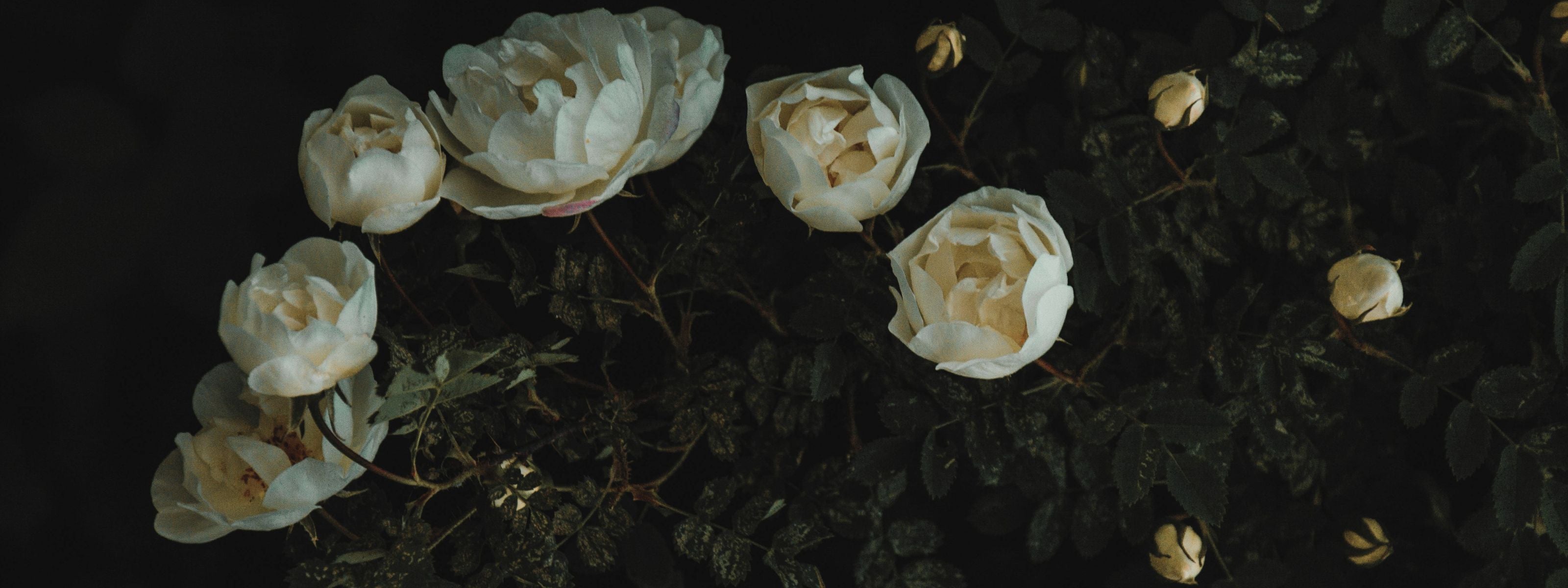 Neue Duftkollektion Secret Garden repräsentiert durch Rosenblüten